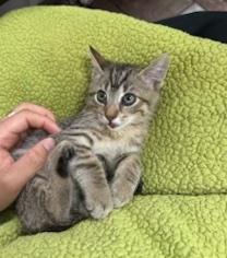 Enlarge Turbo, an adopted Domestic Short Hair in Sherman Oaks, CA image 3/3