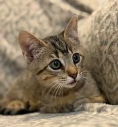 Turbo, adopted, Kitten Male Domestic Short Hair.