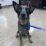 Azul, Adopted, Young Male Australian Cattle Dog / Blue Heeler.
