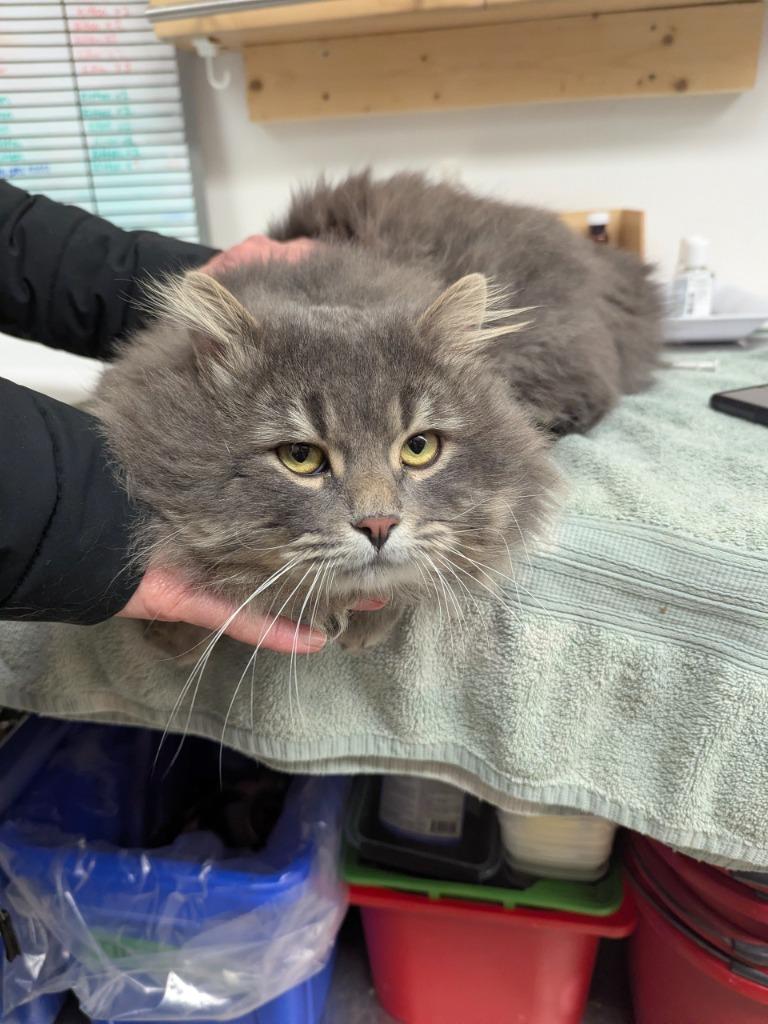 Goliath, Adoptable, Adult Male Domestic Long Hair.