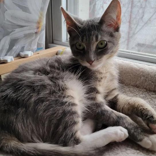 Jojo, Young Male Domestic Short Hair