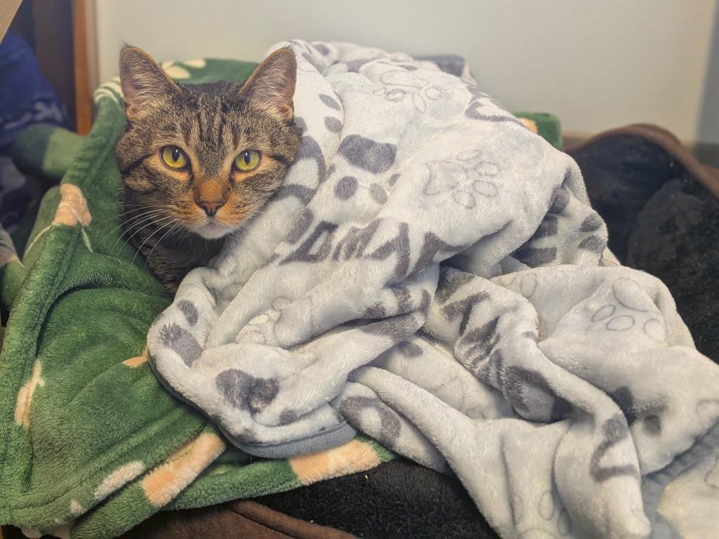 Lola, Adoptable, Adult Female Domestic Short Hair.