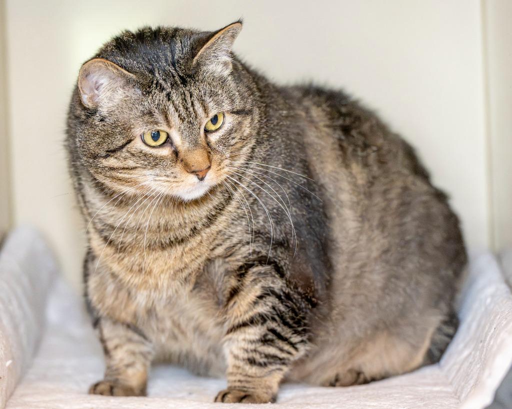 Lola, Adoptable, Senior Female Domestic Short Hair.