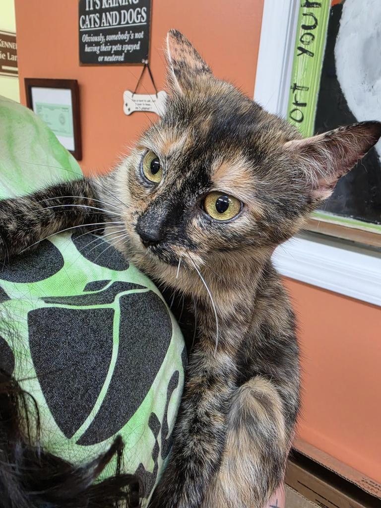 Enlarge Noo-Noo, a Adoptable mixed breed in Burnsville, NC image 3/3