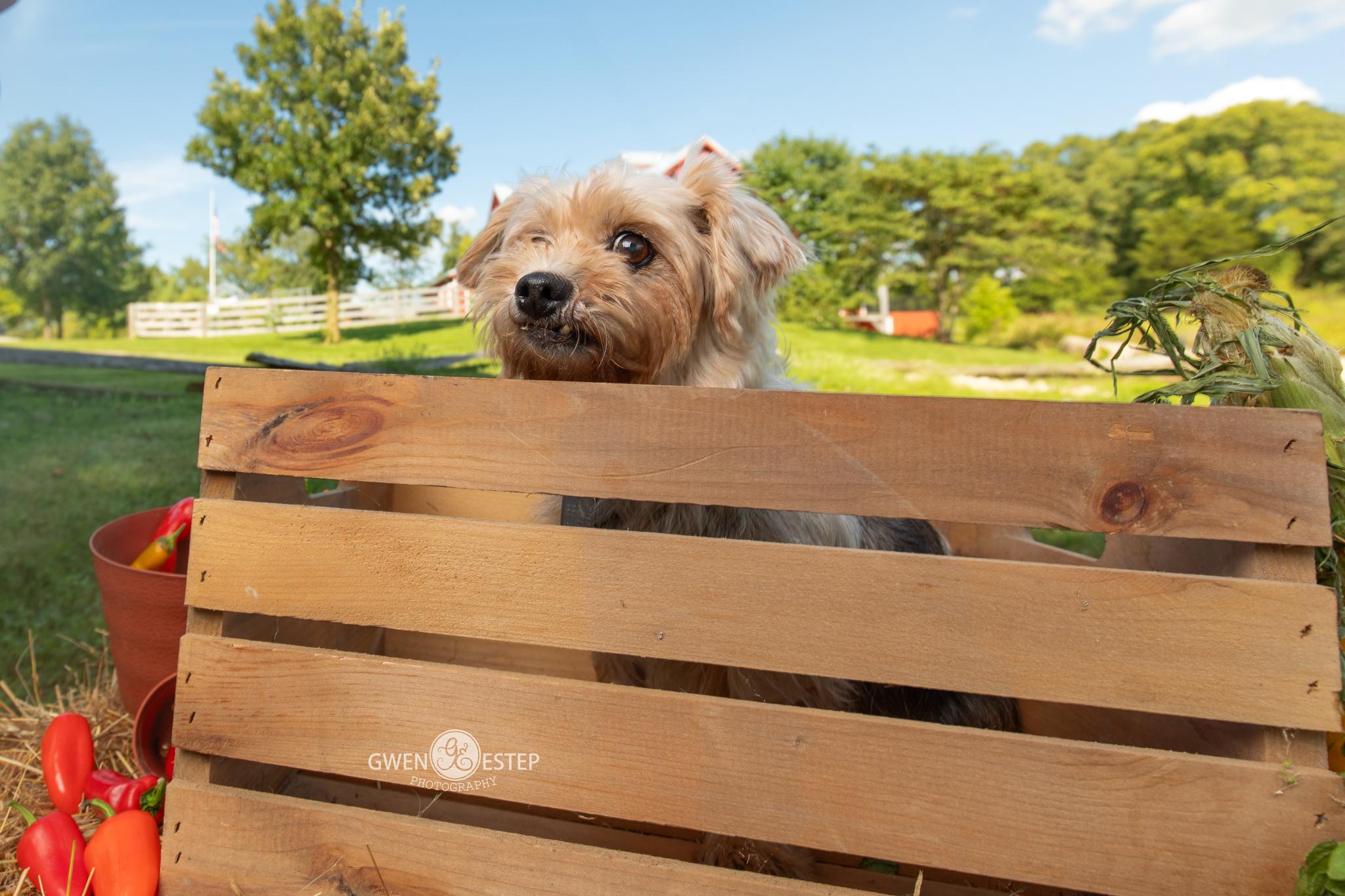Enlarge Wren, an adopted Yorkshire Terrier in Dayton, OH image 4/6
