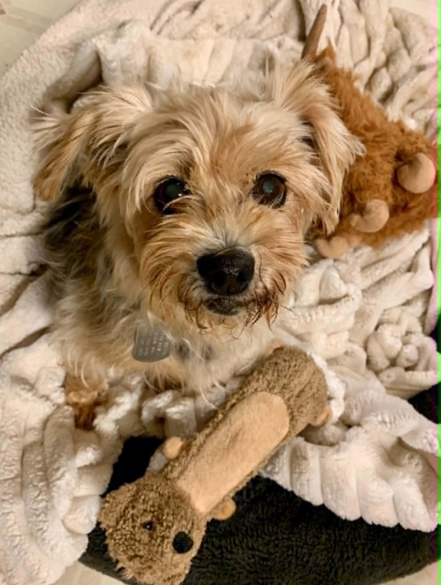 Enlarge Wren, an adopted Yorkshire Terrier in Dayton, OH image 5/6