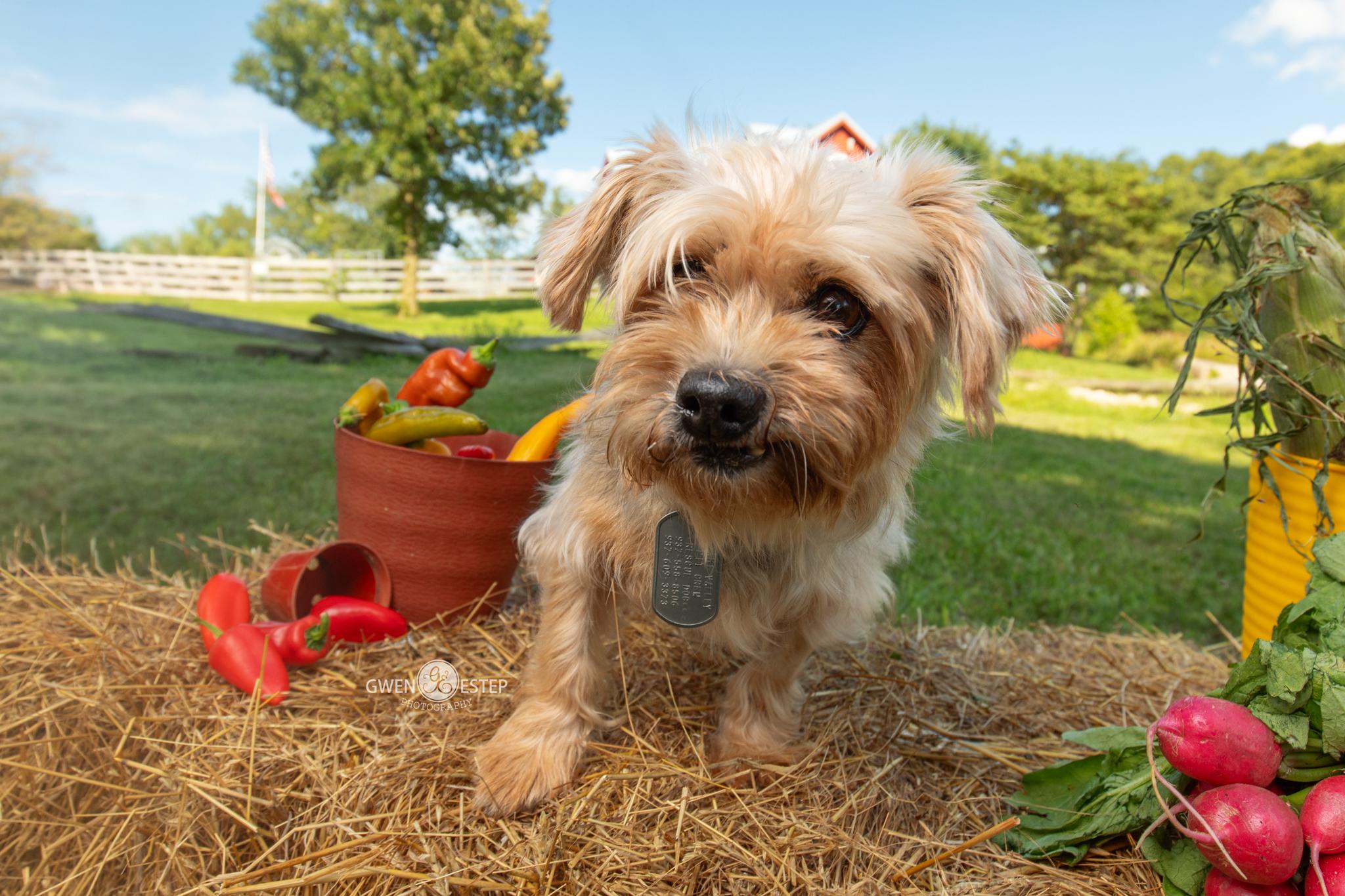 Enlarge Wren, an adopted Yorkshire Terrier in Dayton, OH image 3/6