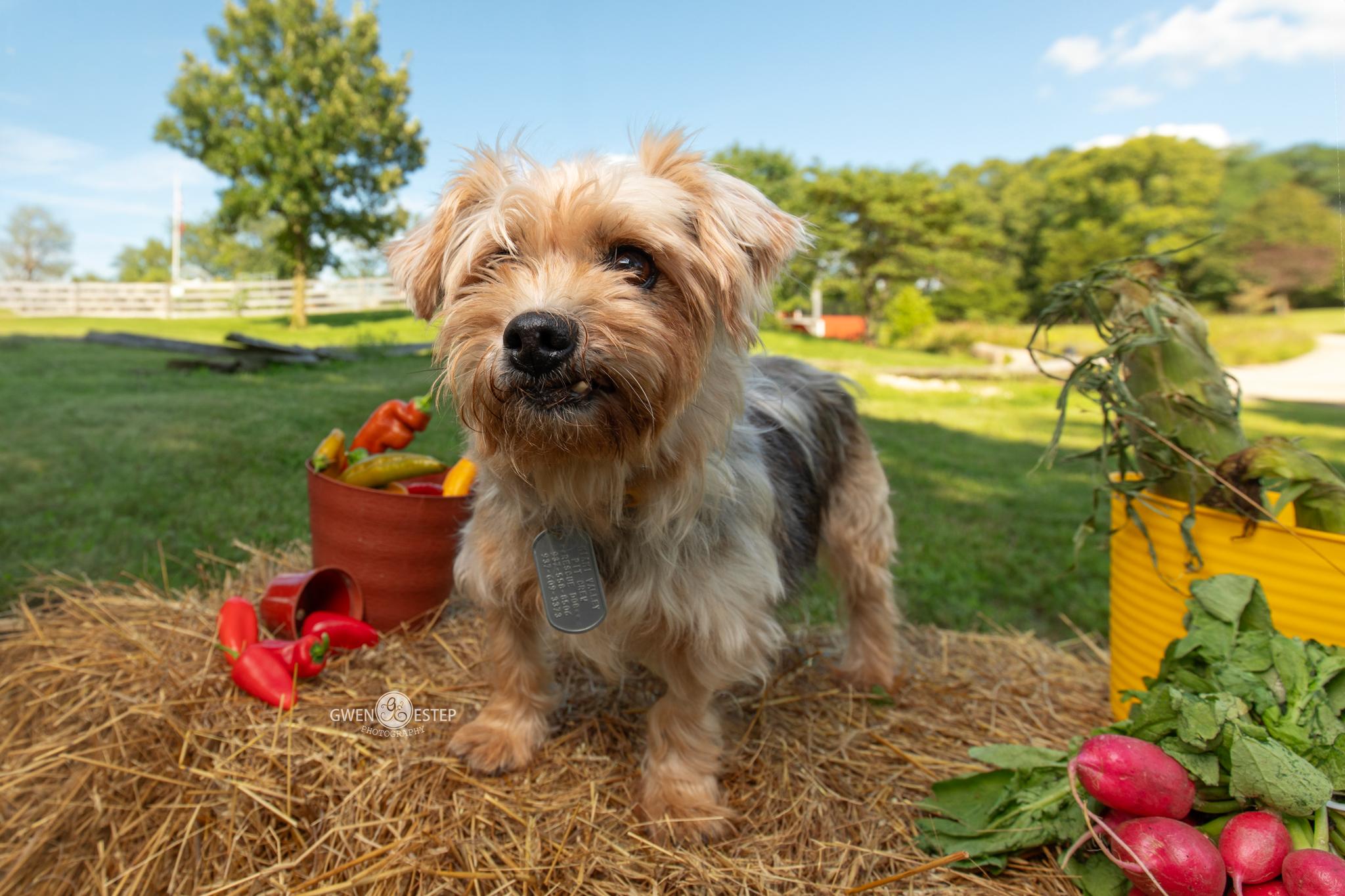 Enlarge Wren, an adopted Yorkshire Terrier in Dayton, OH image 2/6