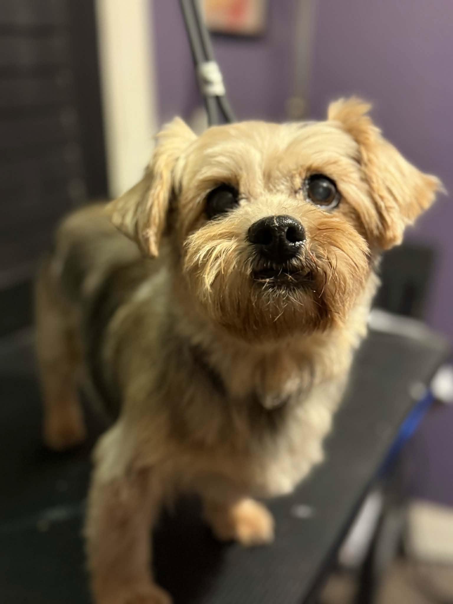 Enlarge Wren, an adopted Yorkshire Terrier in Dayton, OH image 1/6