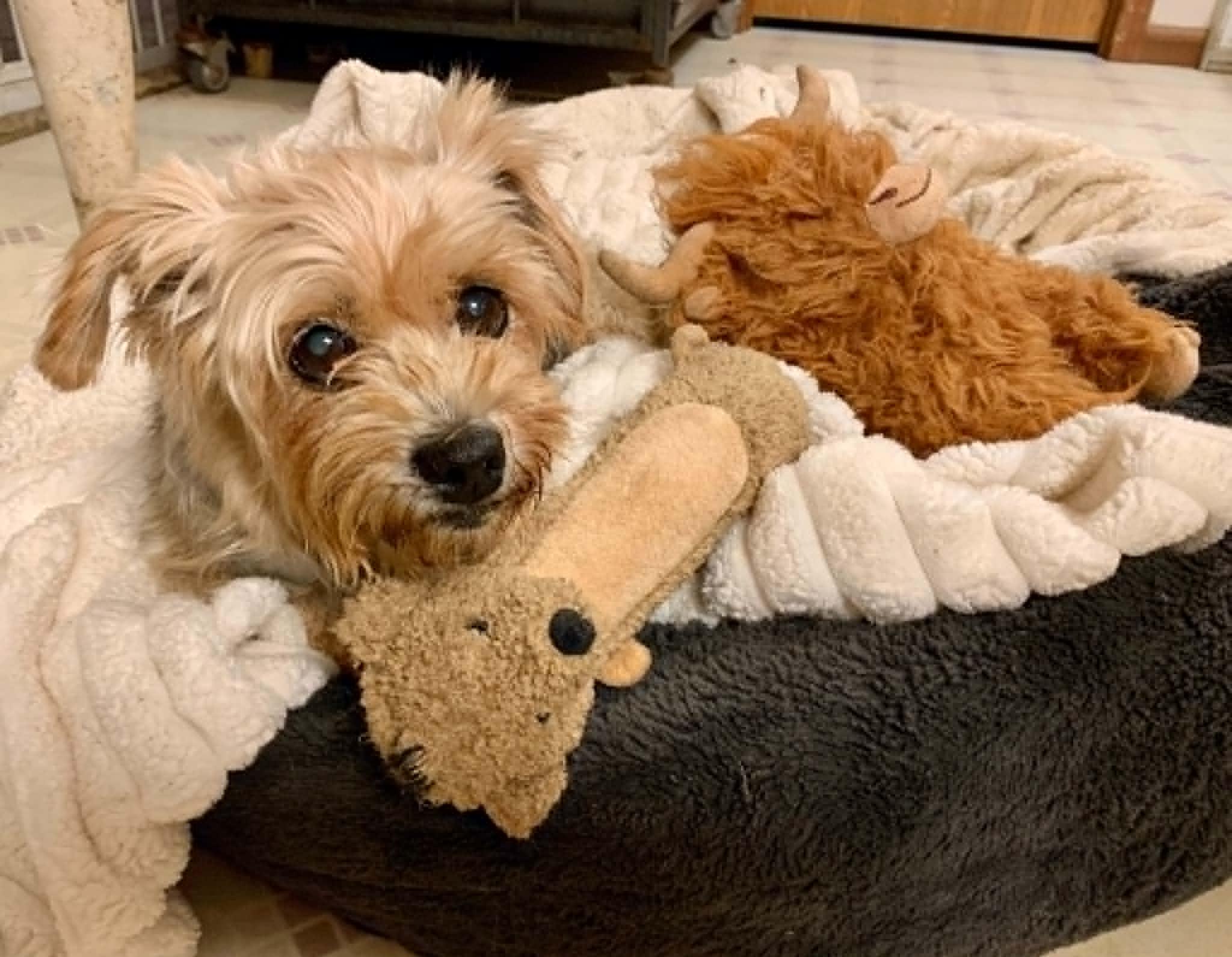 Enlarge Wren, an adopted Yorkshire Terrier in Dayton, OH image 6/6