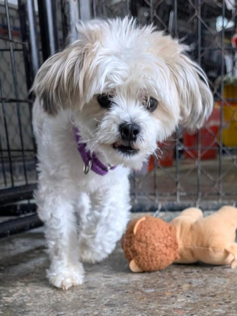 Enlarge Billy Jean, a Adopted mixed breed in Warren, MI image 1/6