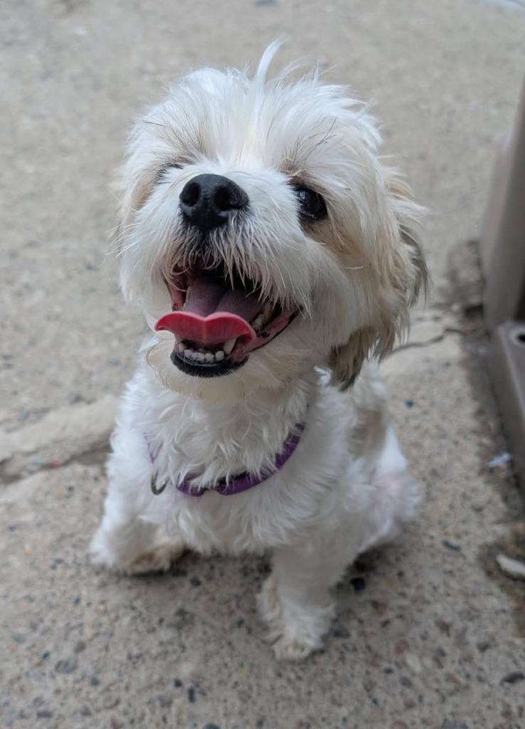 Enlarge Billy Jean, a Adopted mixed breed in Warren, MI image 2/6