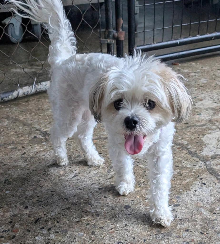 Enlarge Billy Jean, a Adopted mixed breed in Warren, MI image 5/6