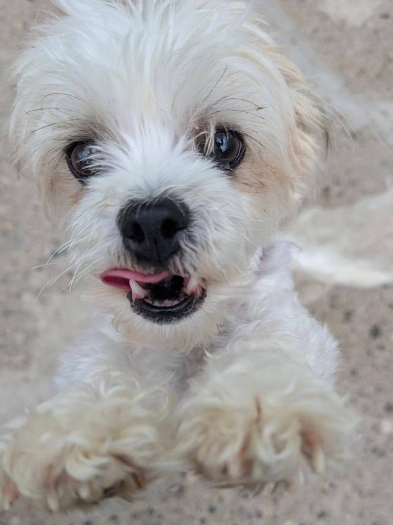 Enlarge Billy Jean, a Adopted mixed breed in Warren, MI image 6/6