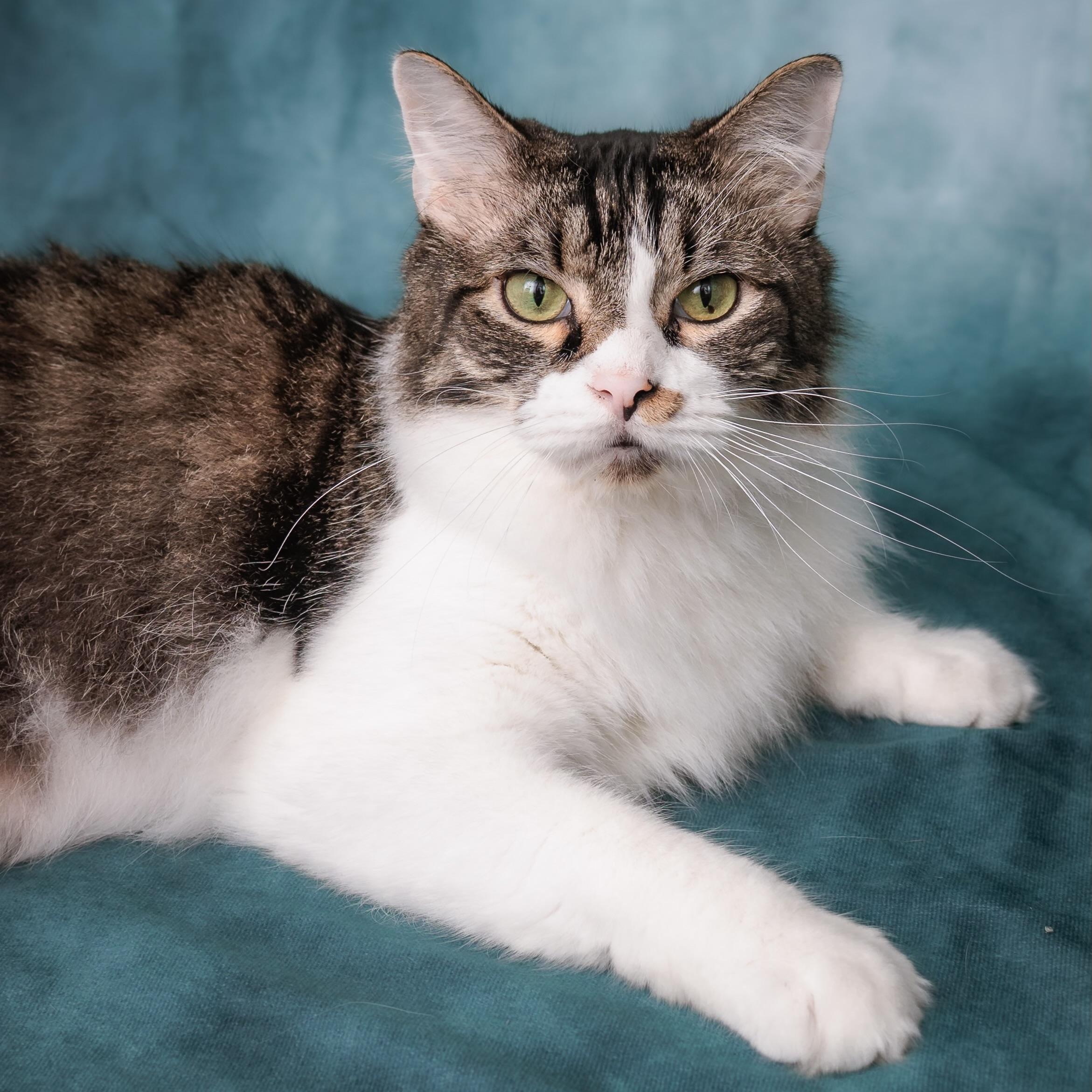 Pepper, Adoptable, Adult Male Domestic Long Hair & Maine Coon.
