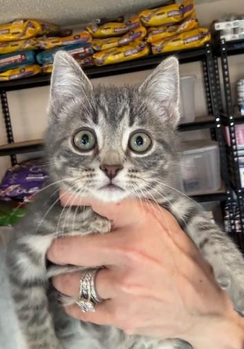 Gunther, Drake Ramoray and Marcel