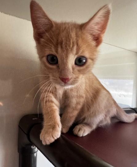 Gunther, Drake Ramoray and Marcel