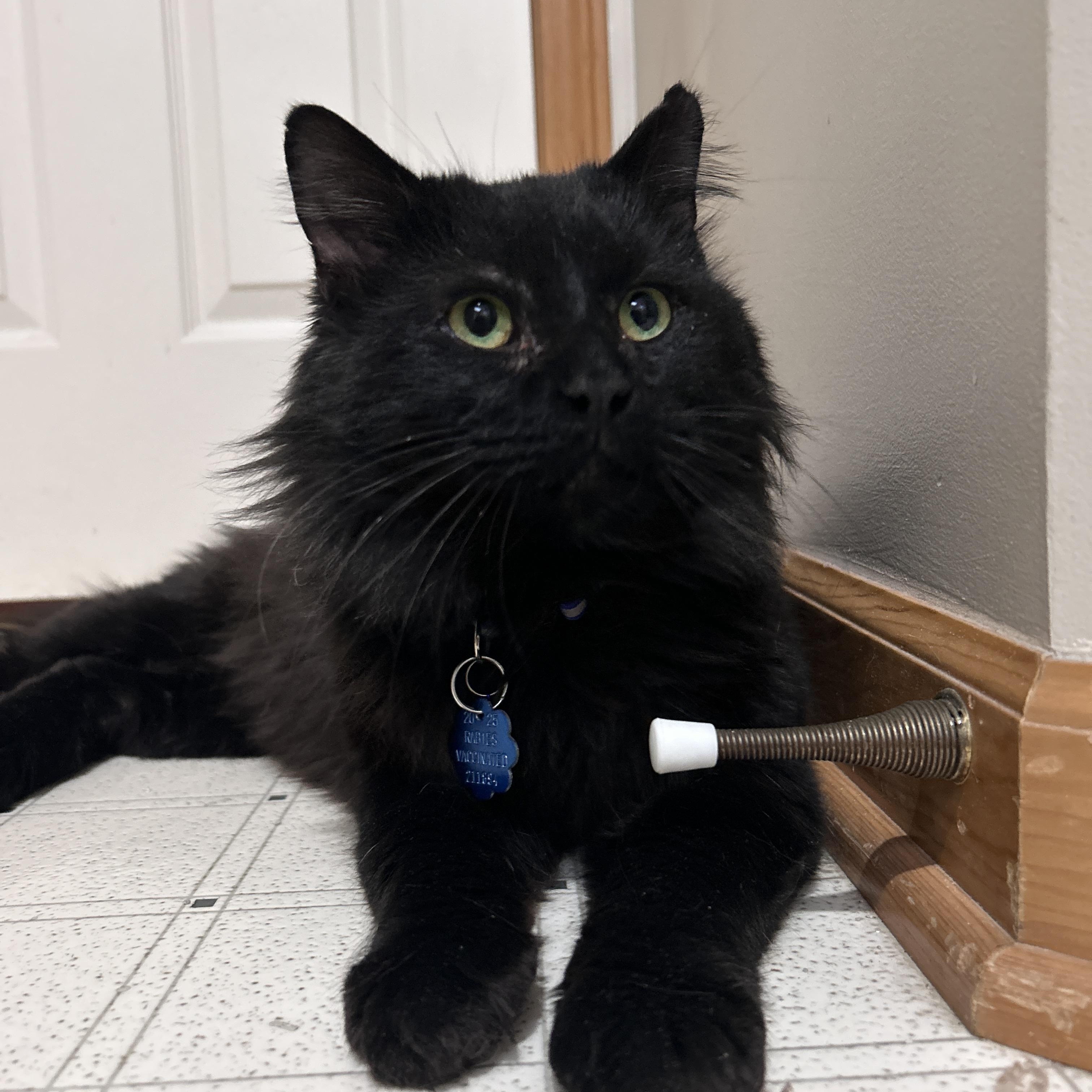 Mordred, adoptable, Adult Male Domestic Long Hair.