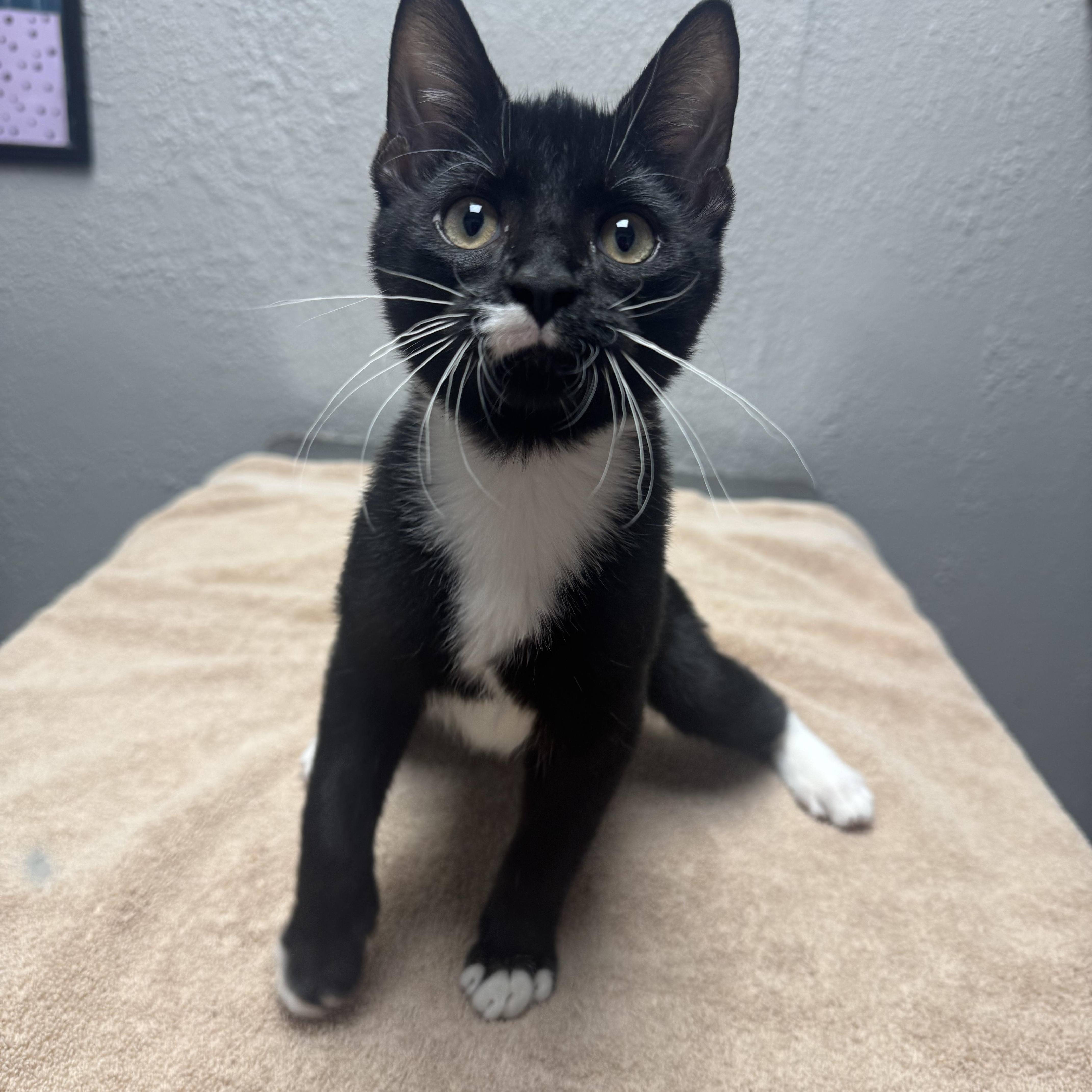 Enlarge Minkus, a Adopted Domestic Short Hair in Walker, MI image 3/5