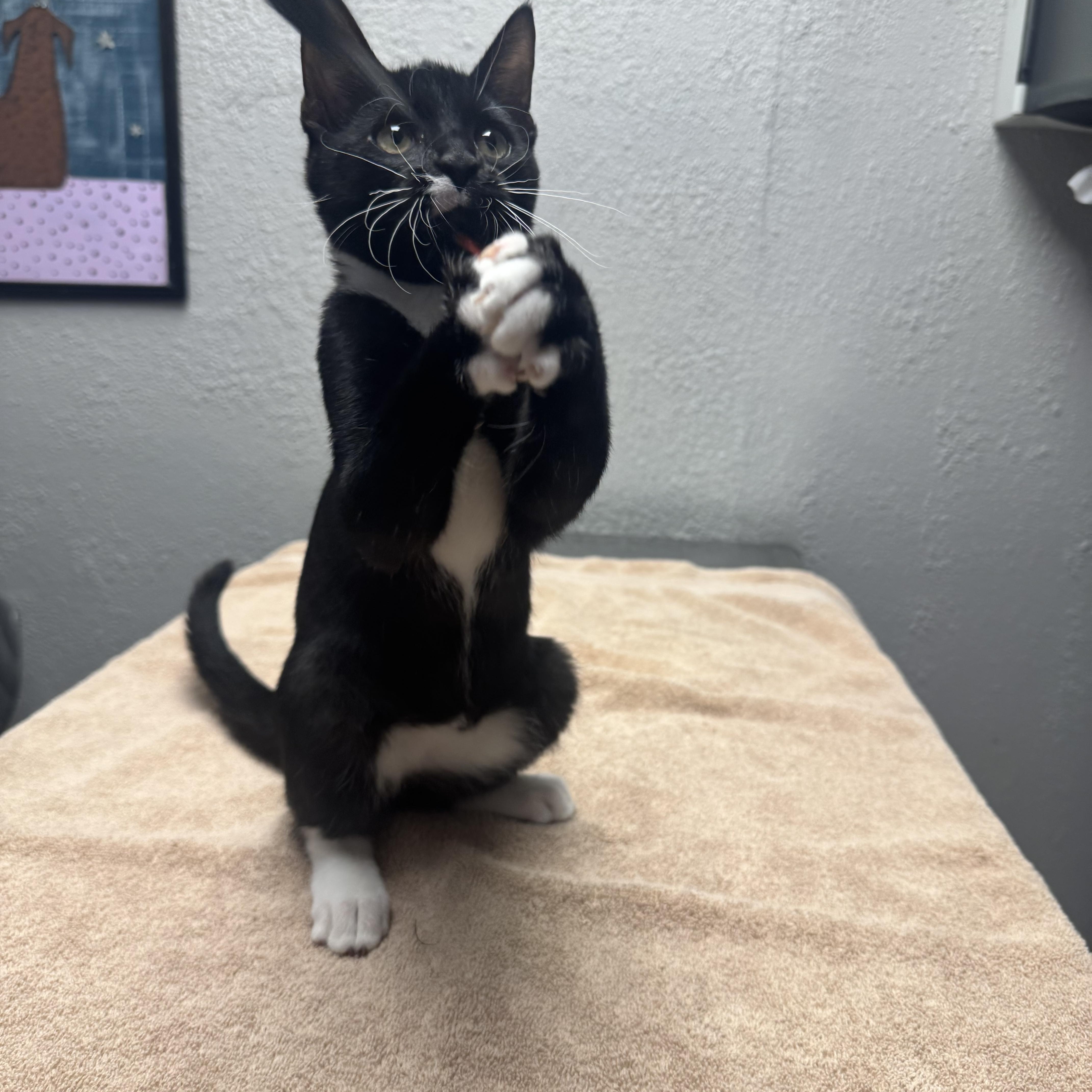 Enlarge Minkus, a Adopted Domestic Short Hair in Walker, MI image 5/5