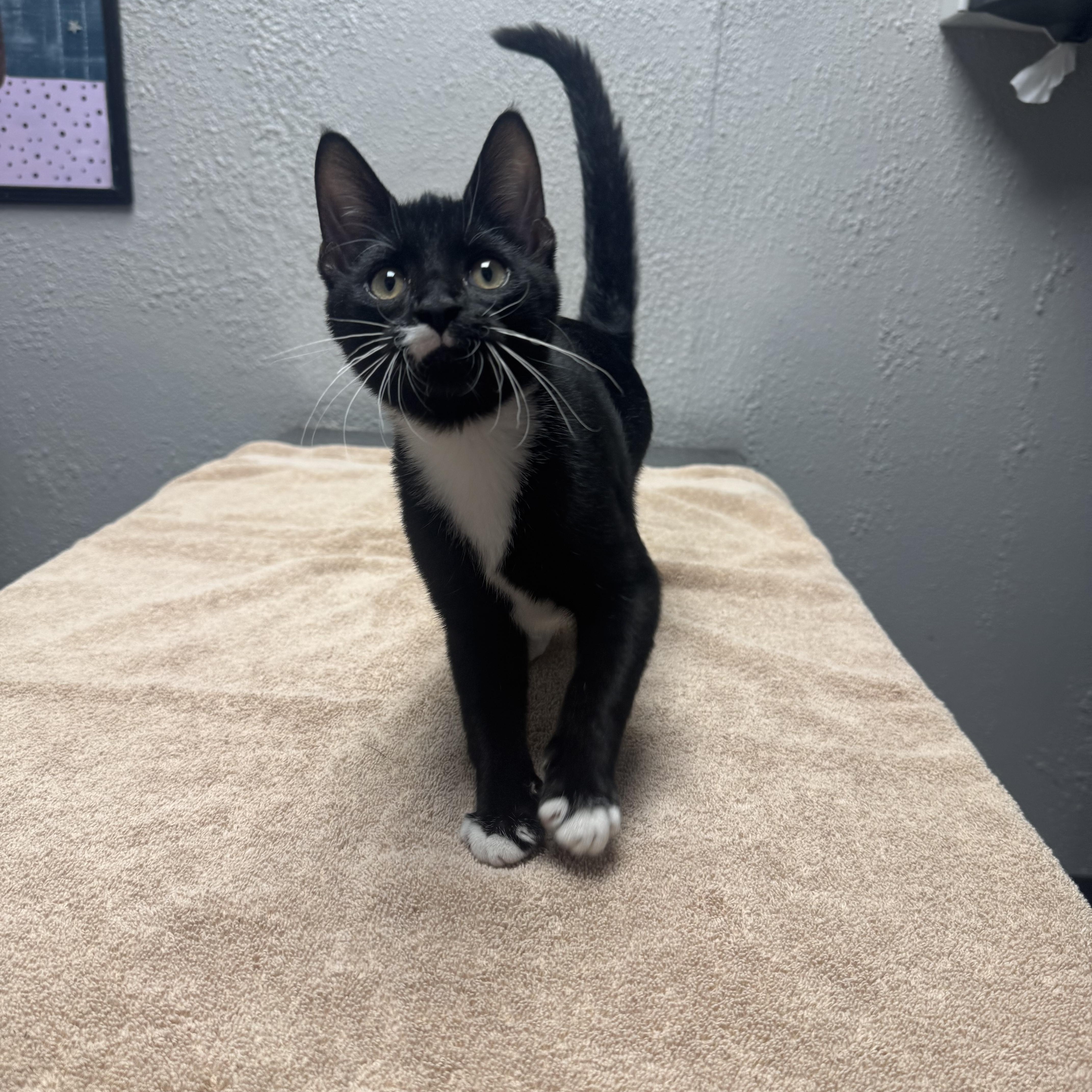 Enlarge Minkus, a Adopted Domestic Short Hair in Walker, MI image 2/5