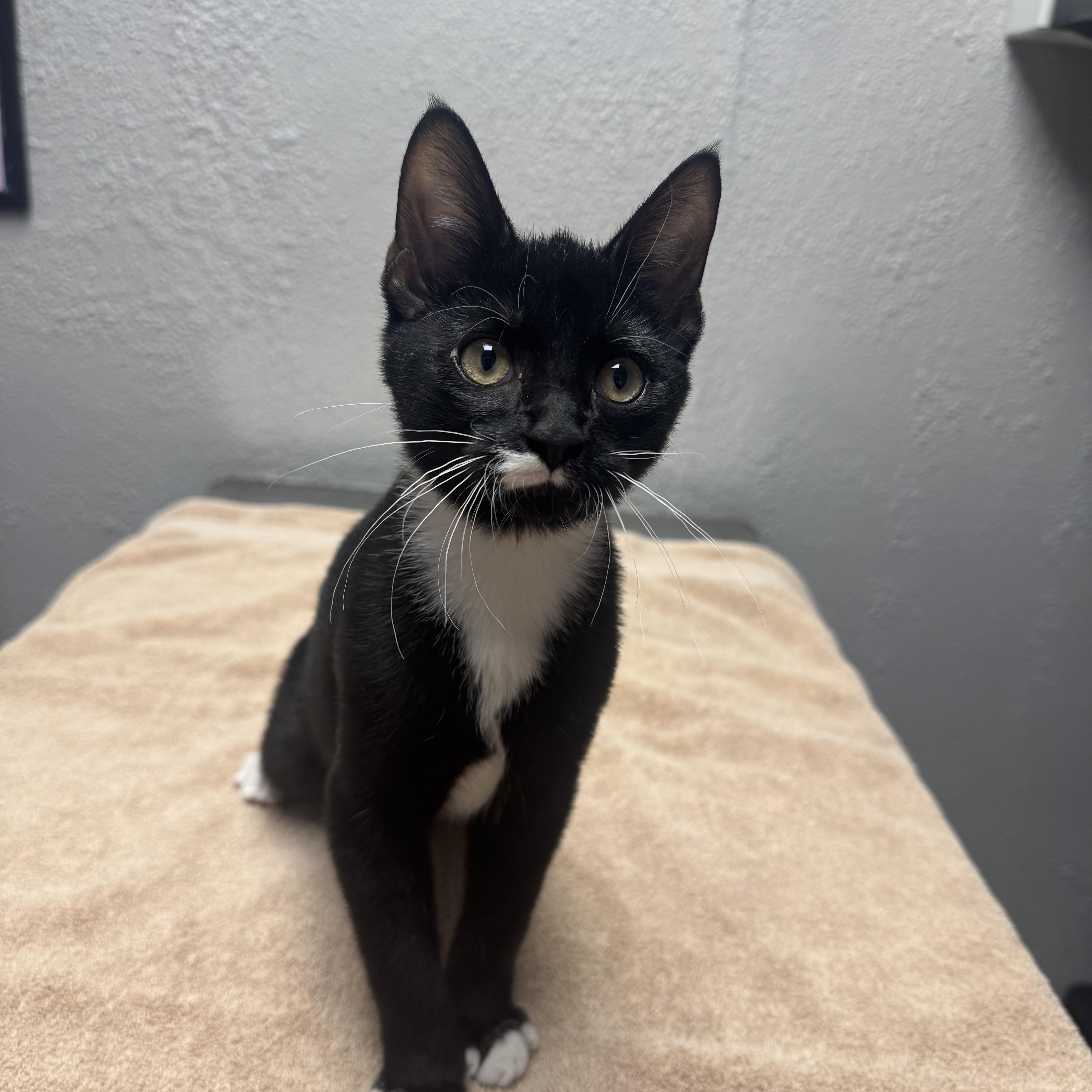 Minkus, Adopted, Young Male Domestic Short Hair.
