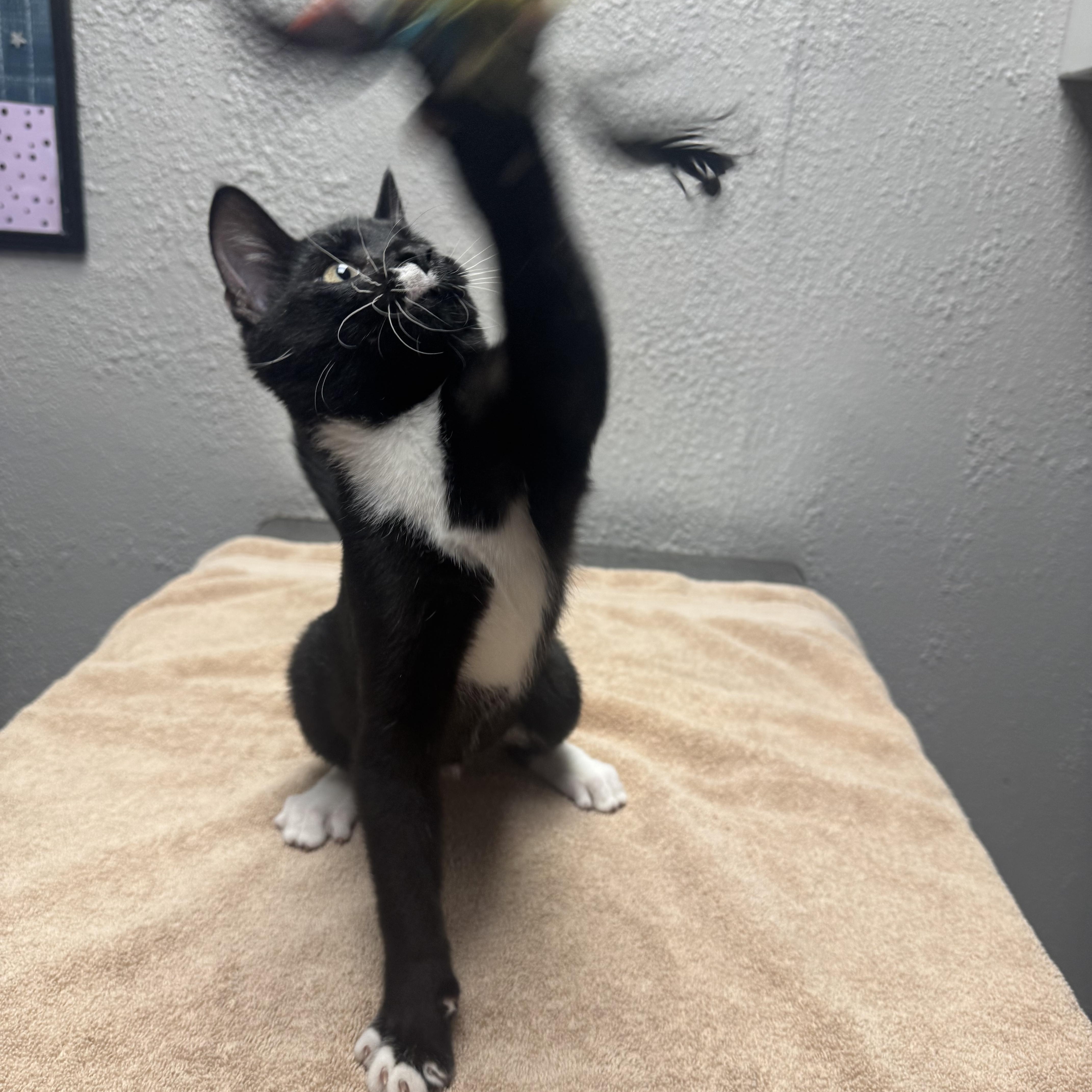Enlarge Minkus, a Adopted Domestic Short Hair in Walker, MI image 4/5