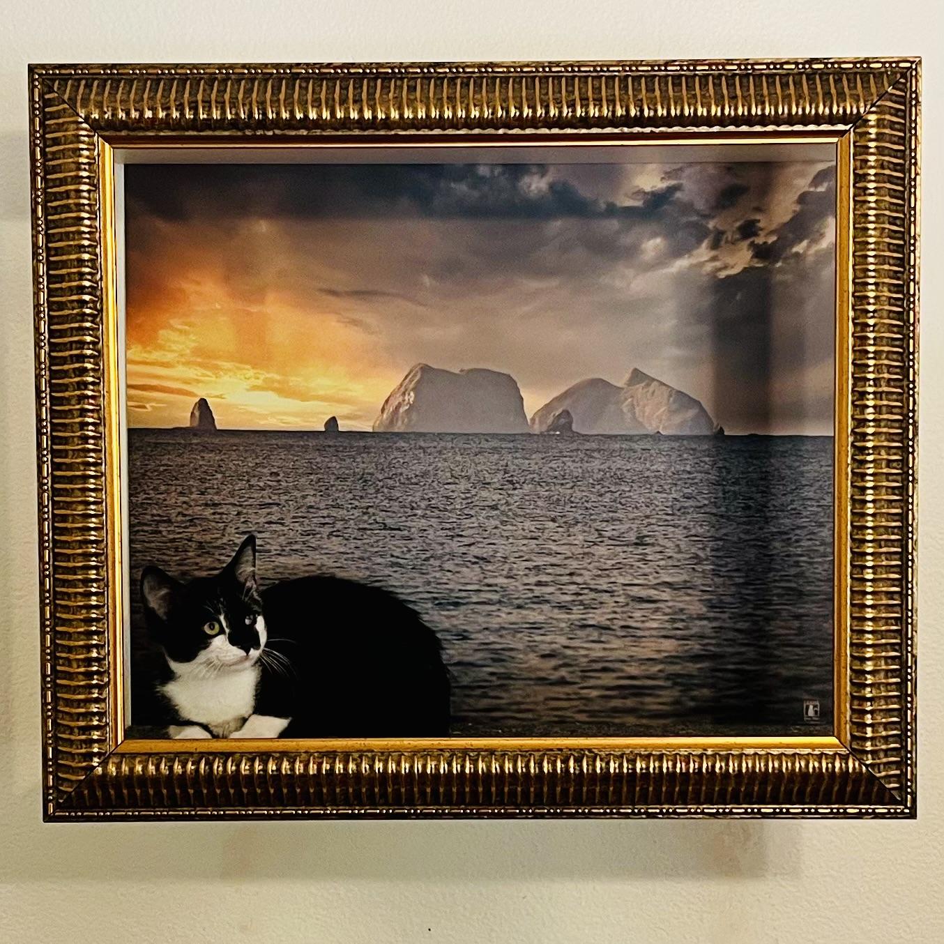 Vickie, ADOPTABLE, Kitten Female Tuxedo.