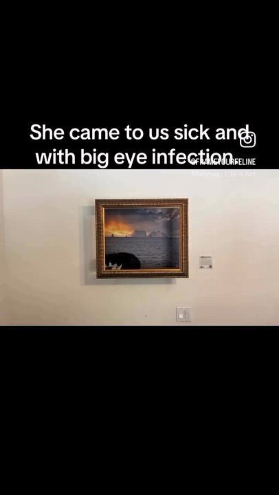Enlarge Vickie, a ADOPTABLE Tuxedo in Santa Clarita, CA video 2/2