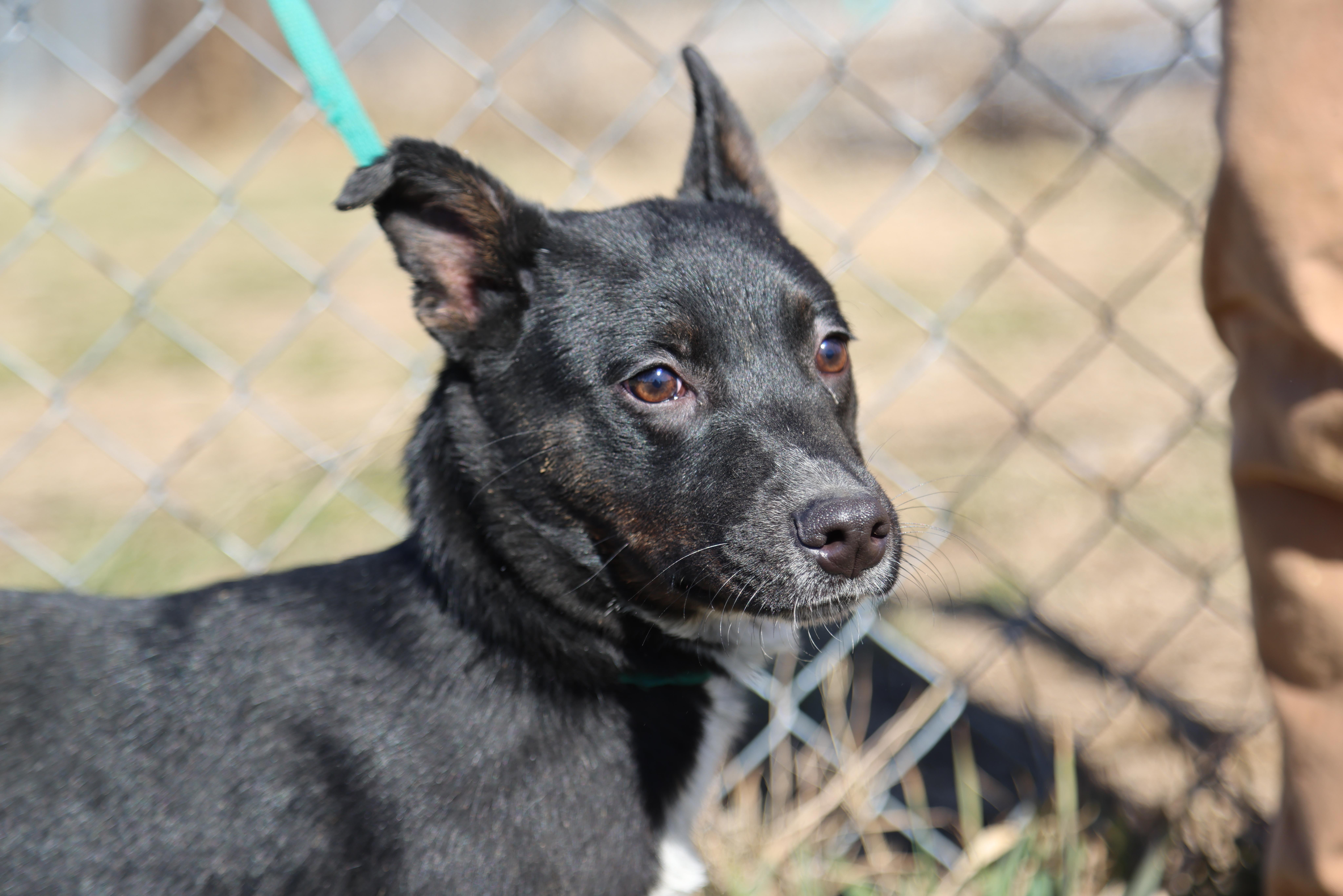 Roku, ADOPTABLE, Young Male Mixed Breed.