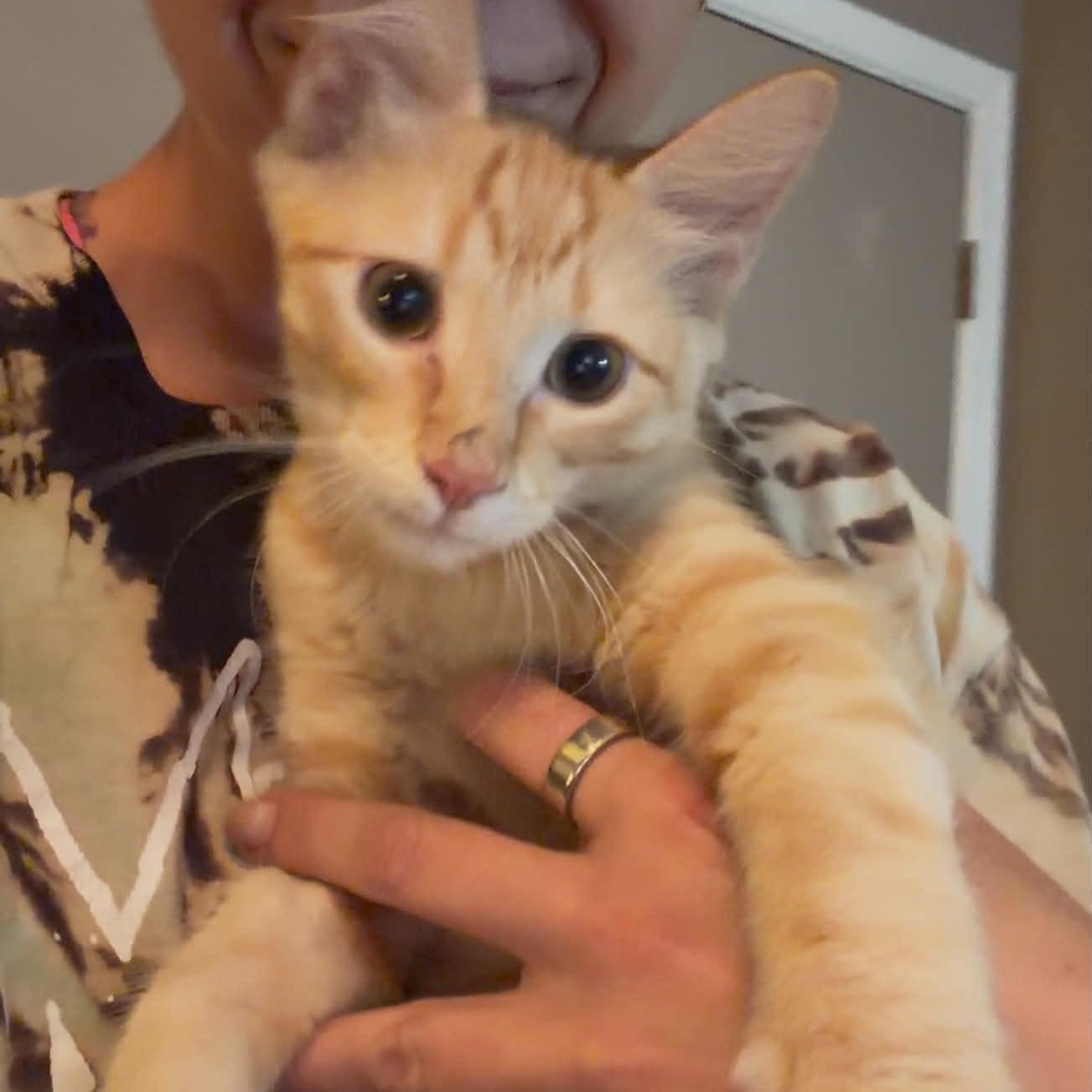 Presley Aaron, Adopted, Kitten Male Domestic Long Hair.