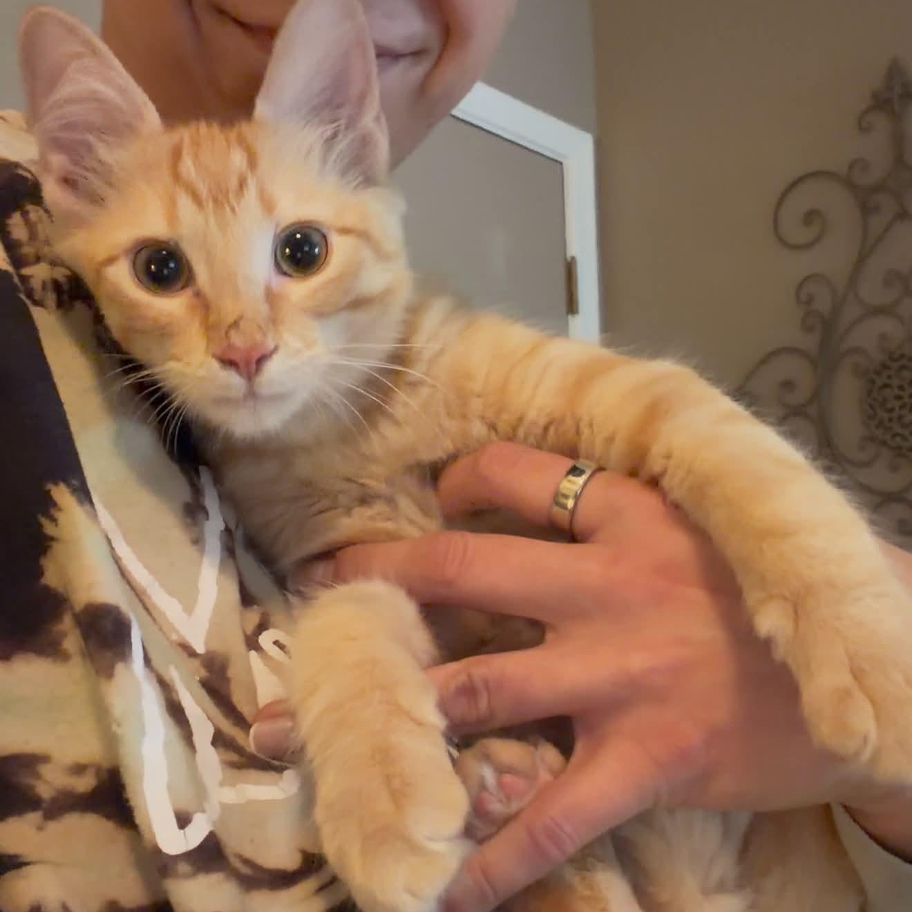 Enlarge Presley Aaron, a Adopted mixed breed in Oklahoma City, OK image 3/6