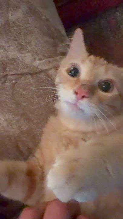 Enlarge Presley Aaron, a Adopted mixed breed in Oklahoma City, OK video 5/6