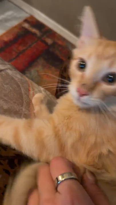 Enlarge Presley Aaron, a Adopted mixed breed in Oklahoma City, OK video 2/6