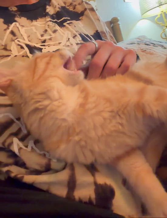 Enlarge Presley Aaron, a Adopted mixed breed in Oklahoma City, OK video 4/6