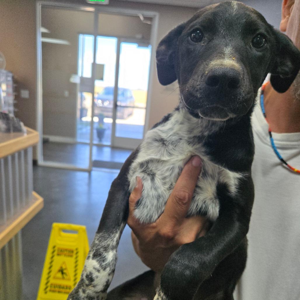 Colt, Adoptable, Puppy Male Mixed Breed.