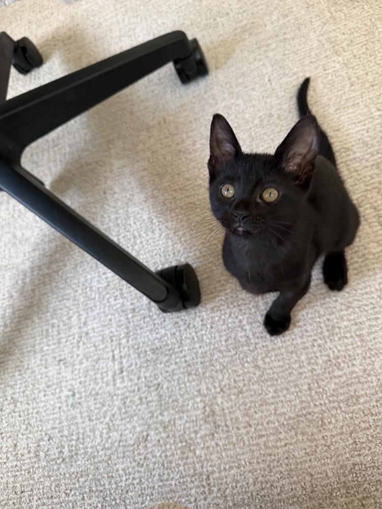 HANSEN, Adoptable, Kitten Male Domestic Short Hair.