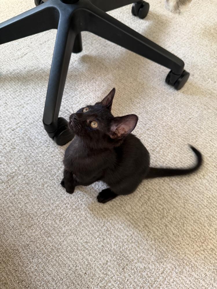 Enlarge HANSEN, a Adoptable Domestic Short Hair in Broomfield, CO image 2/2