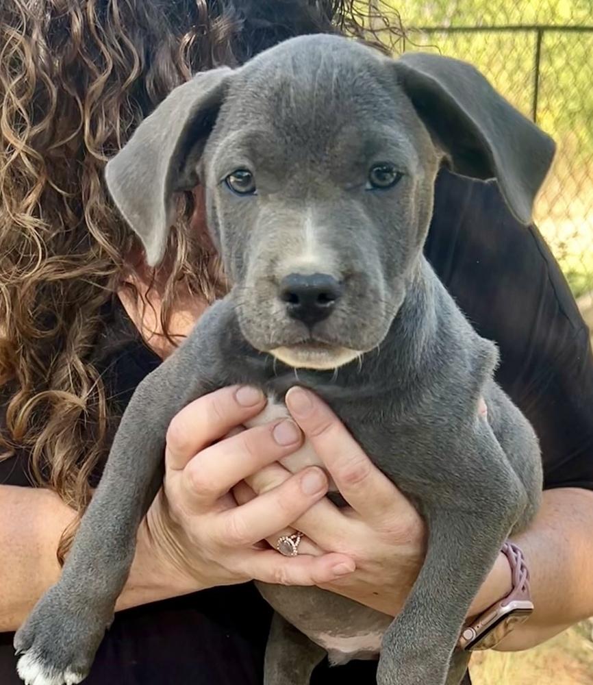 Enlarge LeBron - hoops litter, a Adopted mixed breed in Lancaster, PA image 1/3