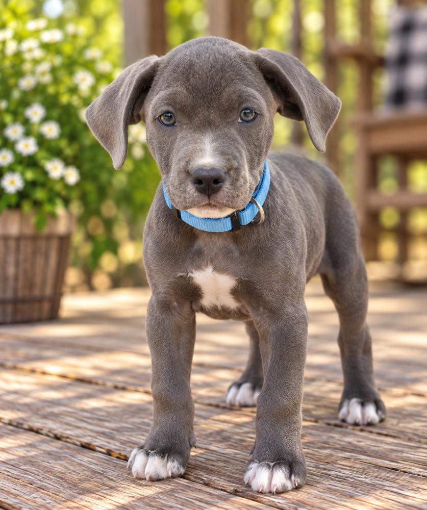 Enlarge LeBron - hoops litter, a Adopted mixed breed in Lancaster, PA image 3/3