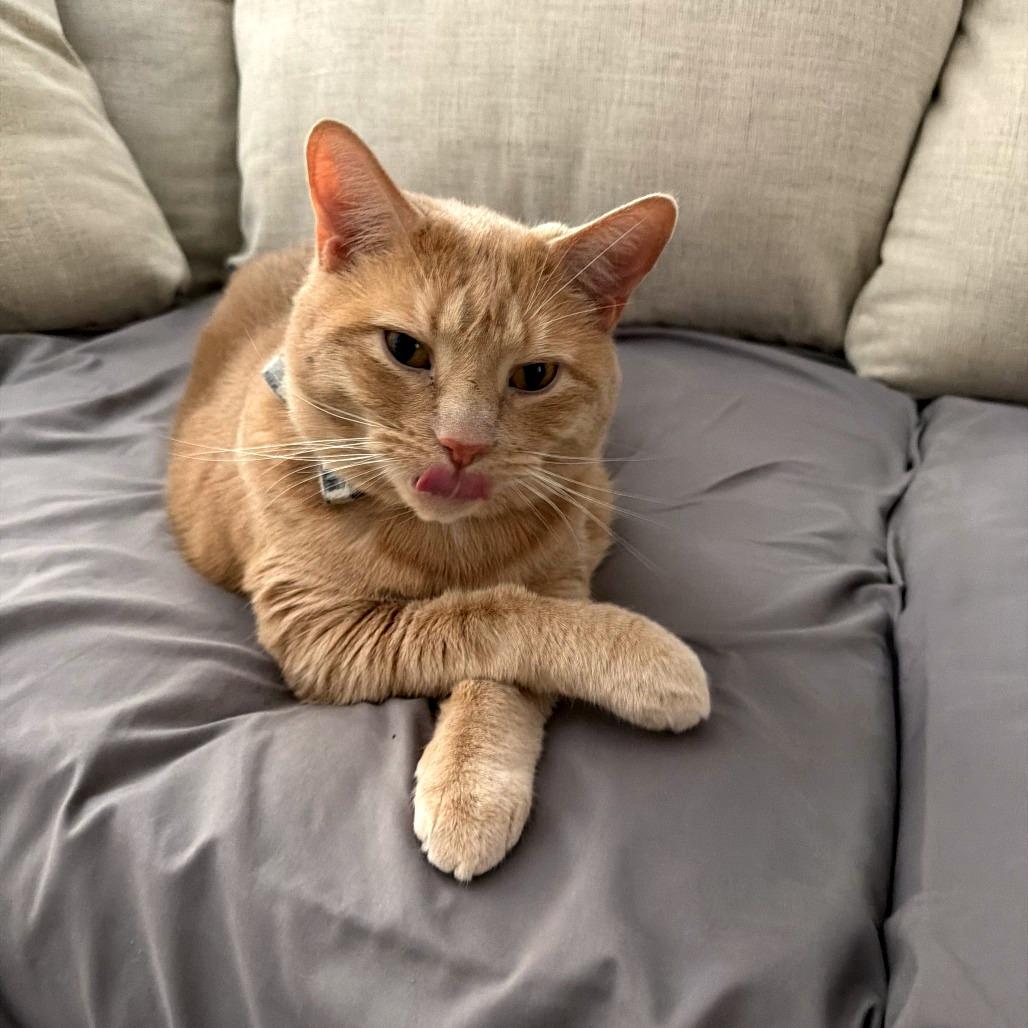 Frank, a Adoptable Domestic Short Hair in Dover, NH image 1/2