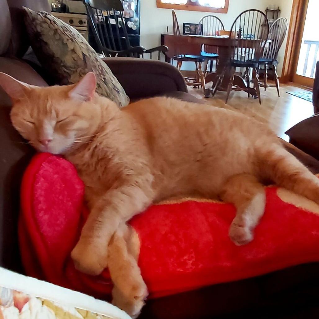 Frank, a Adoptable Domestic Short Hair in Dover, NH image 2/2