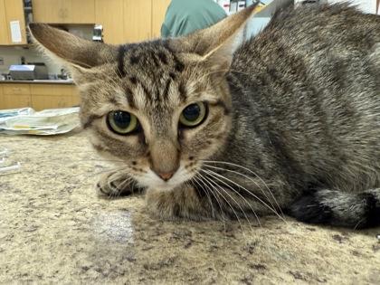 Polly, Adoptable, Young Female Domestic Short Hair & Domestic Short Hair.
