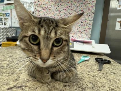 Polly, a Adoptable Domestic Short Hair in Maumee, OH image 2/3