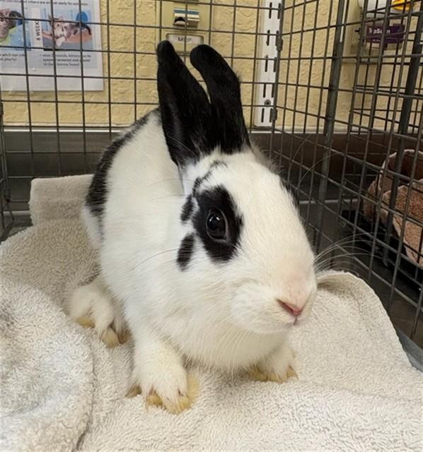 Enlarge LUCY, a Adoptable Bunny Rabbit in Fort Myers, FL image 1/1