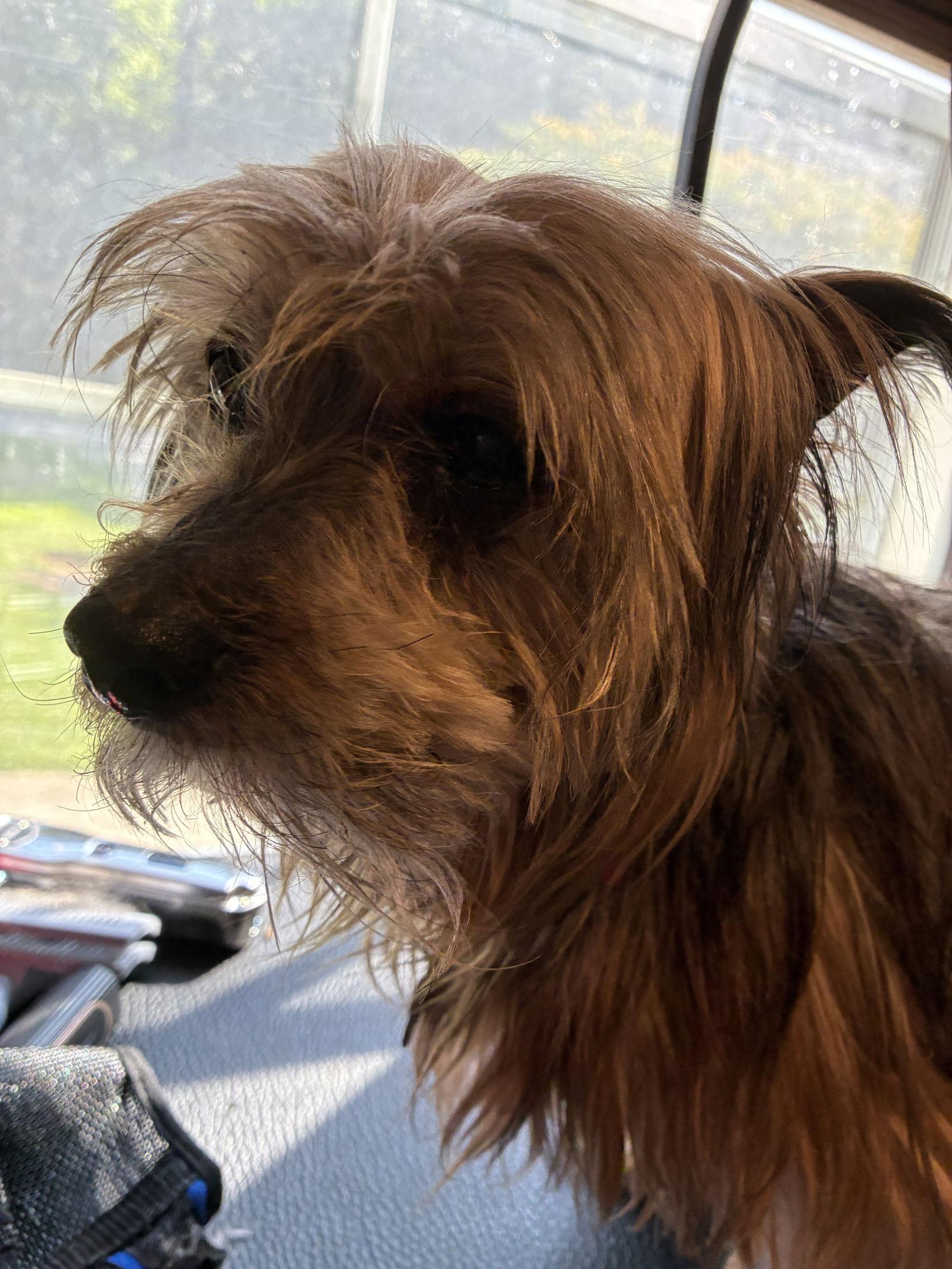 Archie, a Adoptable Silky Terrier in Middlesex, NC image 2/2