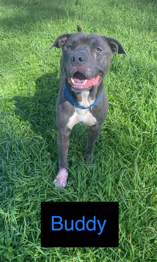 BUDDY, Adopted, Adult Male Bull Terrier.