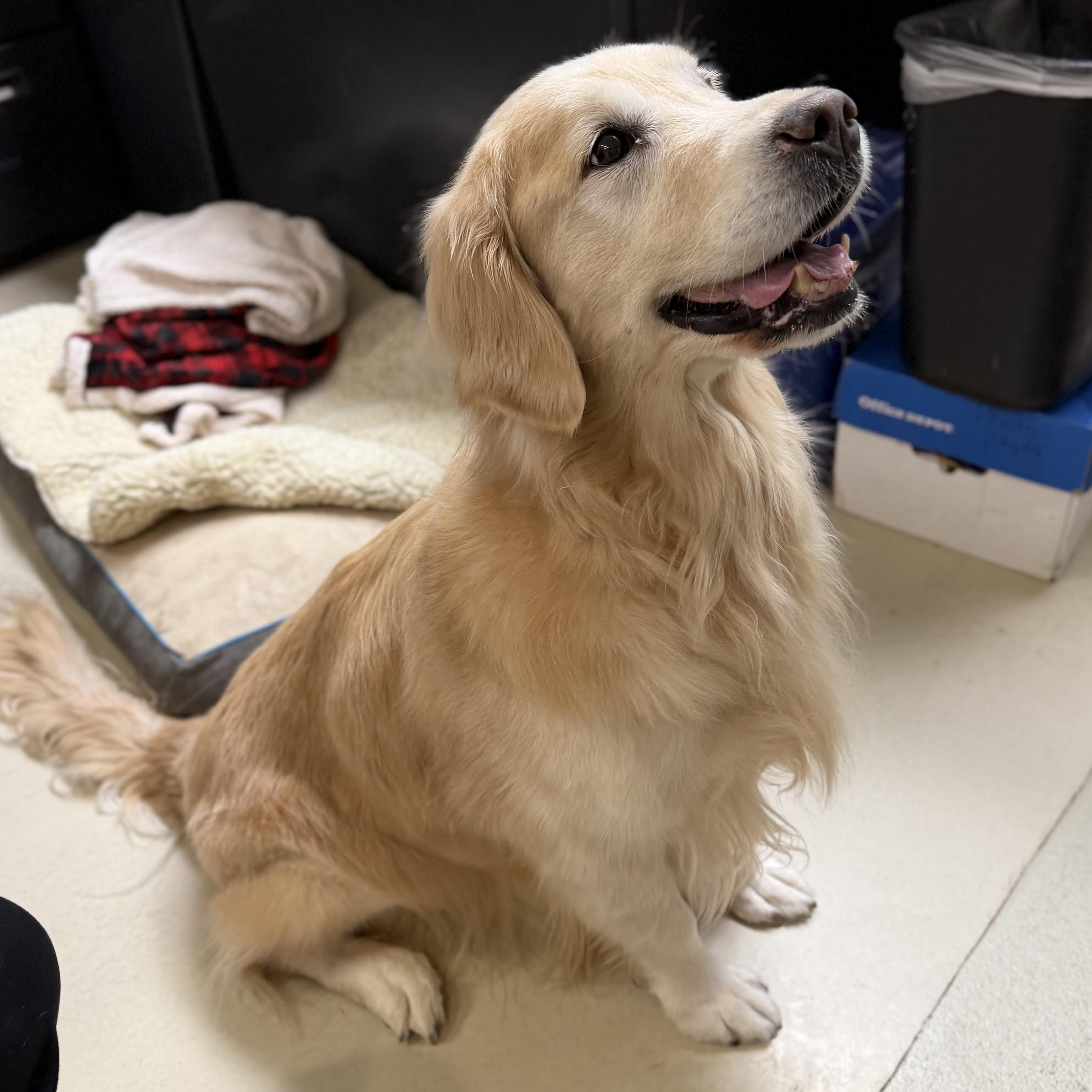 Enlarge Molly- #50413, a ADOPTABLE Golden Retriever in Columbia, MD image 2/5