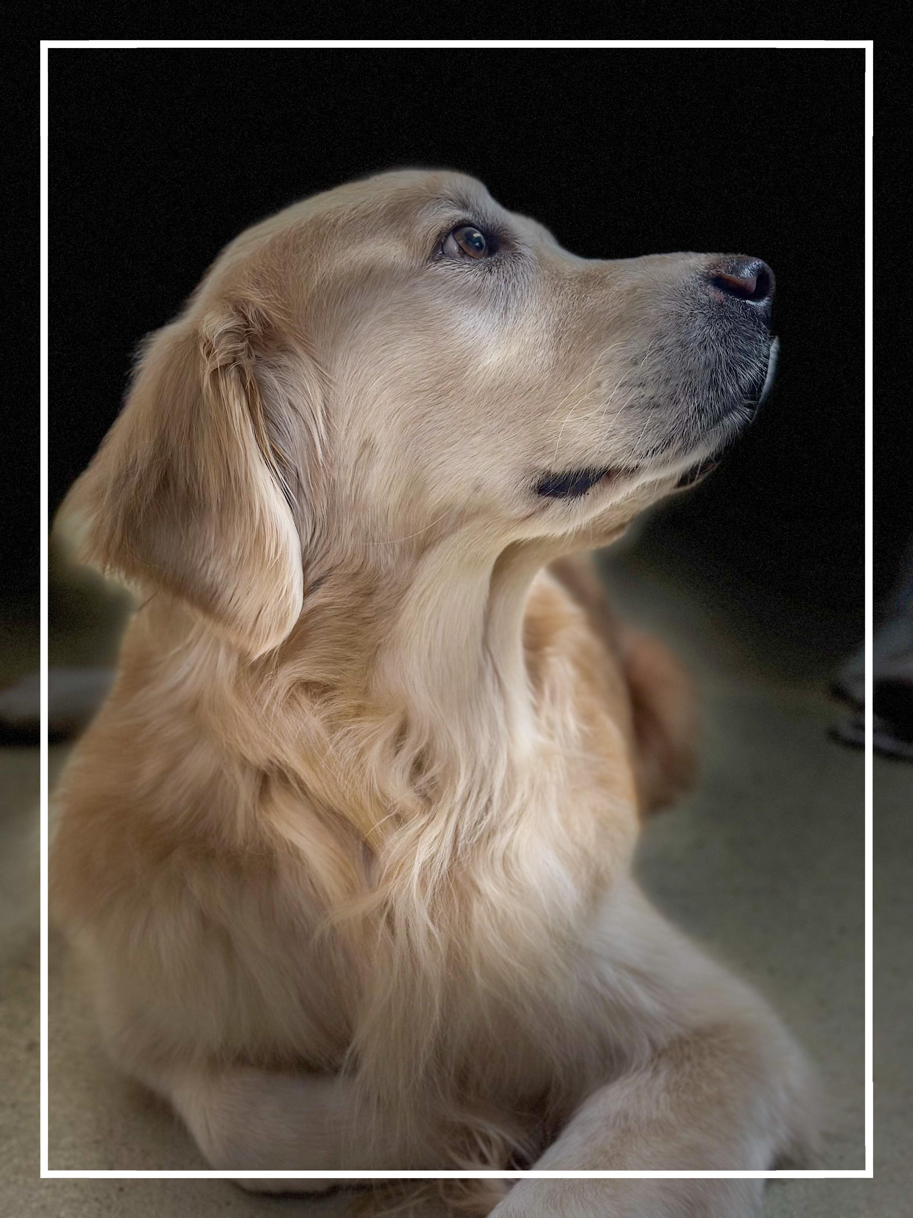 Enlarge Molly- #50413, a ADOPTABLE Golden Retriever in Columbia, MD image 3/5