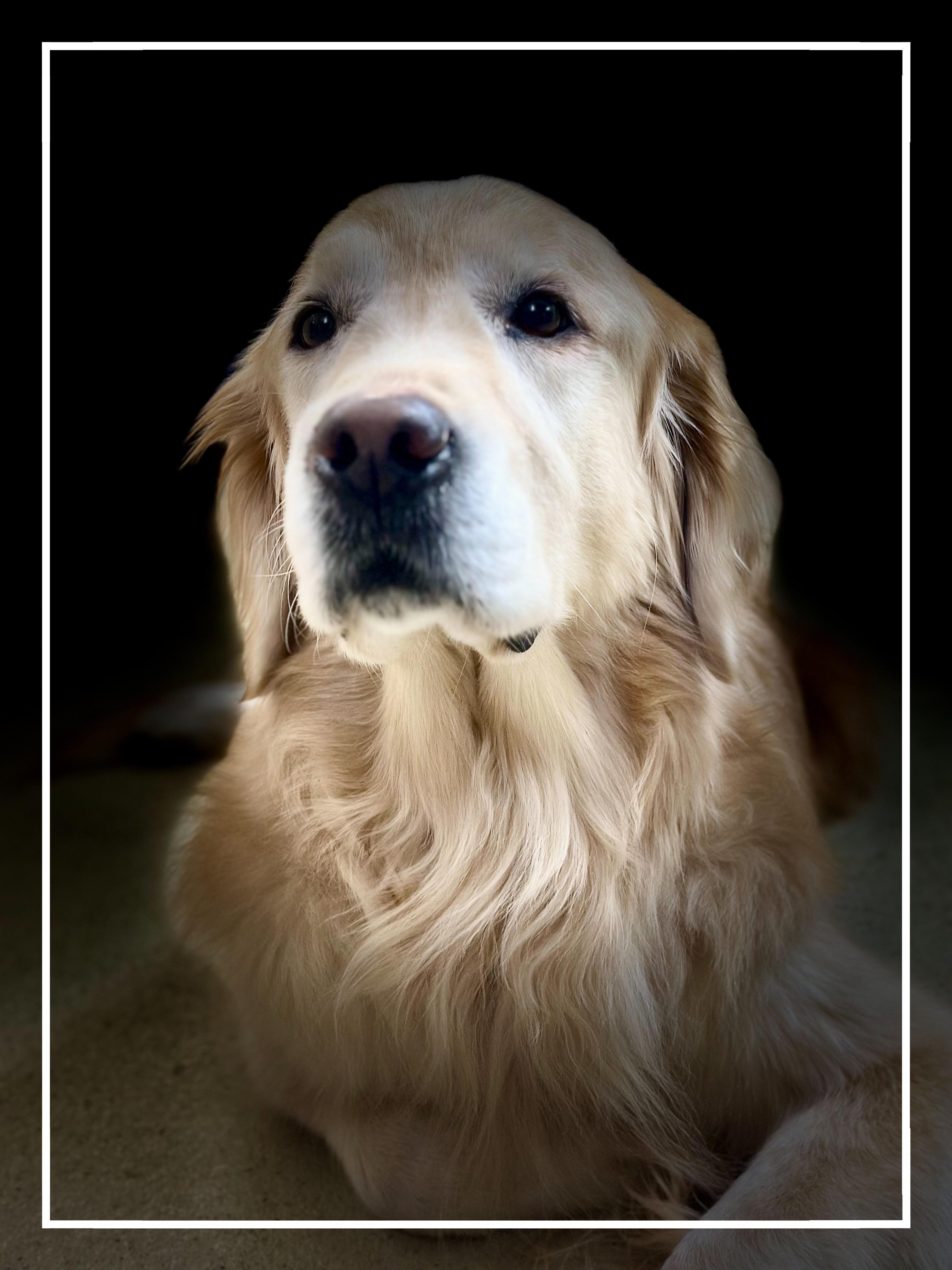 Enlarge Molly- #50413, a ADOPTABLE Golden Retriever in Columbia, MD image 4/5